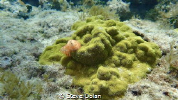Christmas Tree Worms in the Bahamas. Taken with Olympus T... by Steve Dolan 